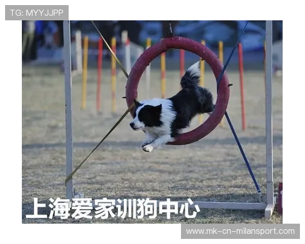 宠物运动会的项目：狗狗赛跑、猫咪障碍赛，宠物运动会项目有哪些